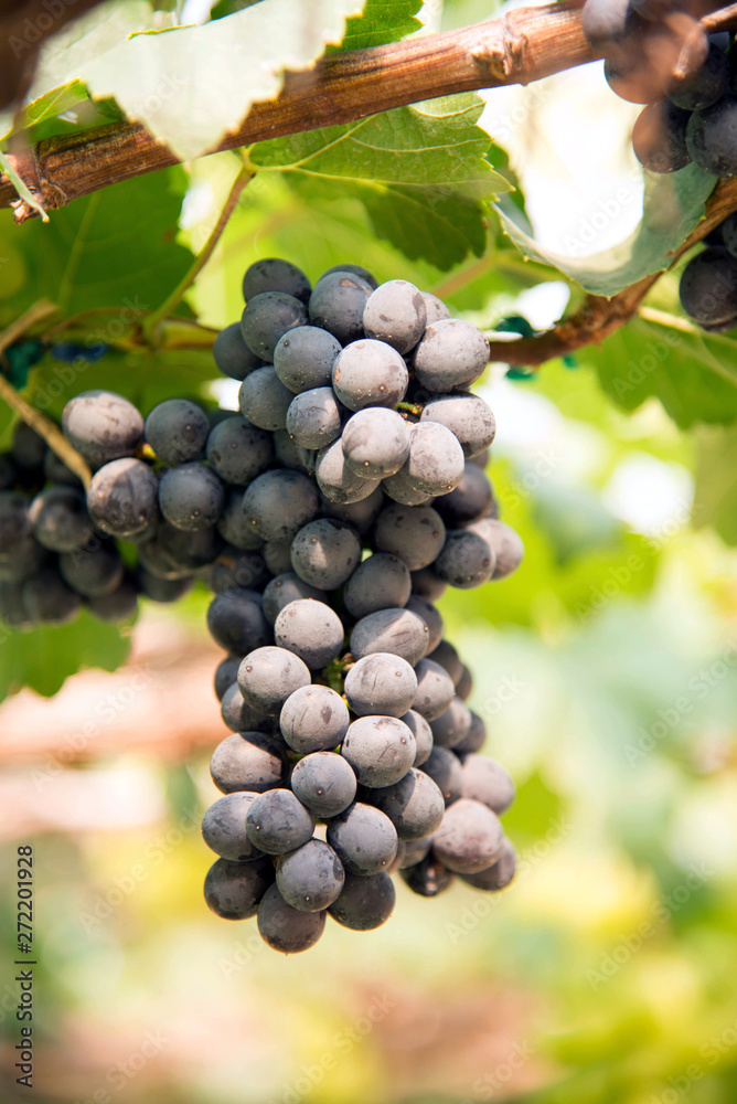 grapes on the vine