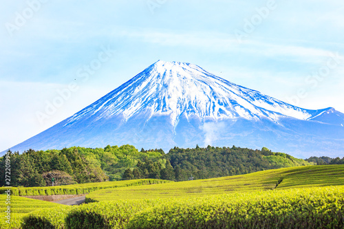 Mt. Fuji and tea plantations in early summer photo