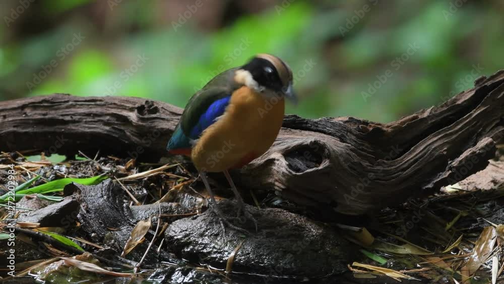Blue winged Pitta birds in Thailand and Southeast Asia. Blue winged Pitta birds in Thailand and Southeast Asia.