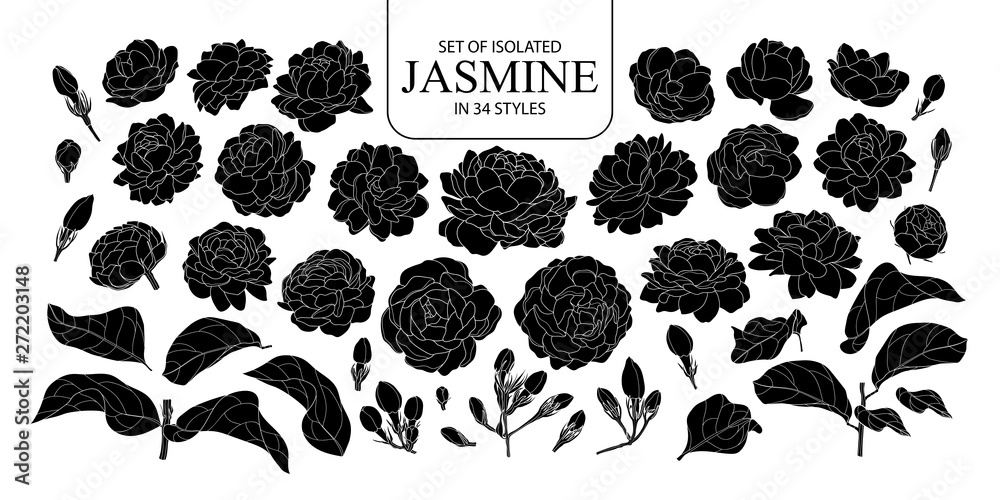 Obraz Set of isolated silhouette Jasmine in 34 styles.