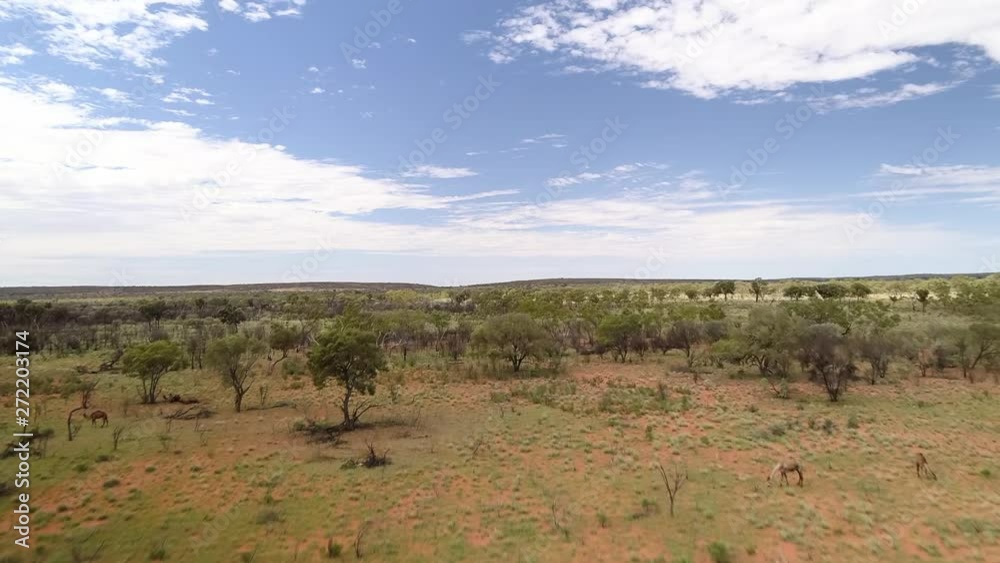 Aerial Forward: Camels Walking Across Tree Covered, Flat Plain With Blue Sky - Uluru, Australia Aerial Forward: Camels Walking Across Tree Covered, Flat Plain With Blue Sky - Uluru, Australia