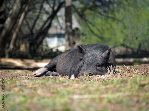 Pig lying on the ground. Summer, hot weather