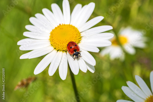 Marienkäfer - Blume - niedlich - Insekt - Glück