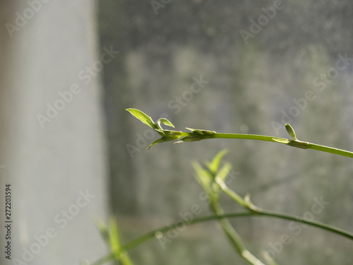 Trawa zielistka makro małych liści i pączków