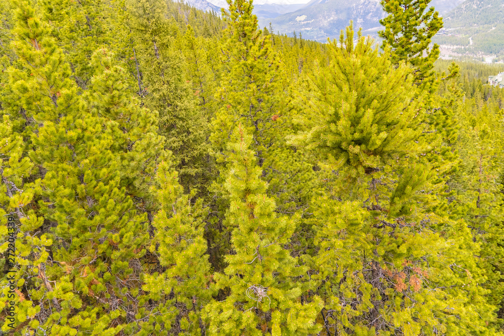 Trees on Mountain side under the Banff Gondola ride