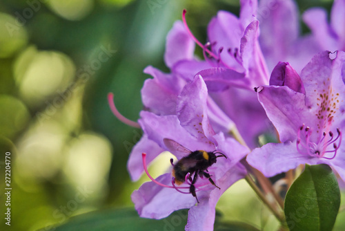 Rhododendron photo