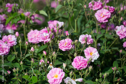 Pink tea hybrid rose in the garden. Gardening.