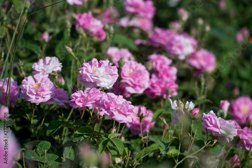 Pink tea hybrid rose in the garden. Gardening.