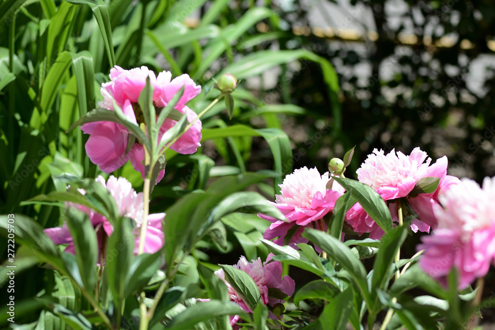 Beautiful pink peonies bloom in the summer garden on a sunny day Beautiful pink peonies bloom in the summer garden on a sunny day