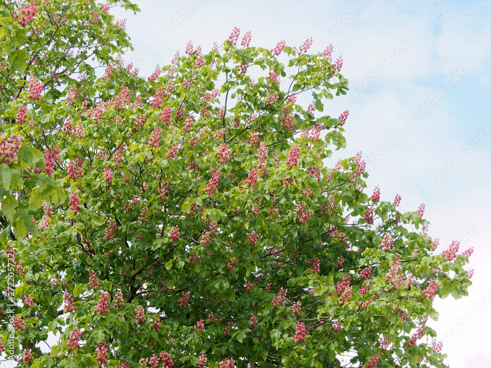 Aesculus × carnea - Marronnier à fleurs rouges Stock Photo | Adobe Stock