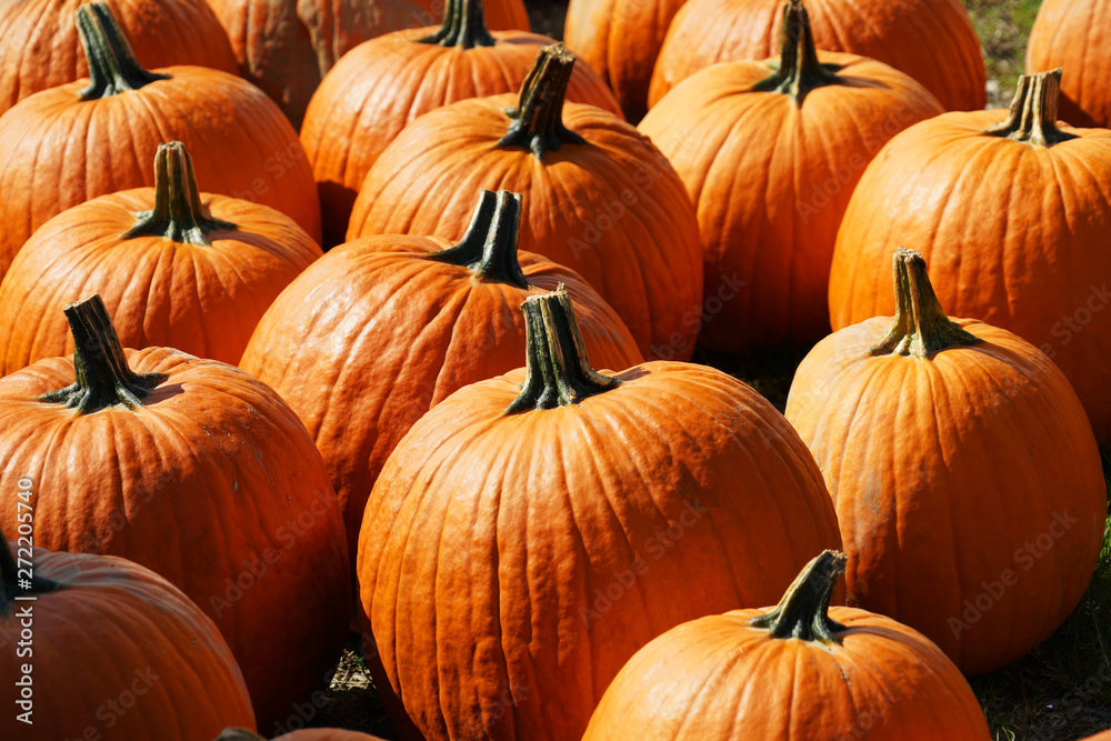 pumpkin harvest in autumn season pumpkin harvest in autumn season