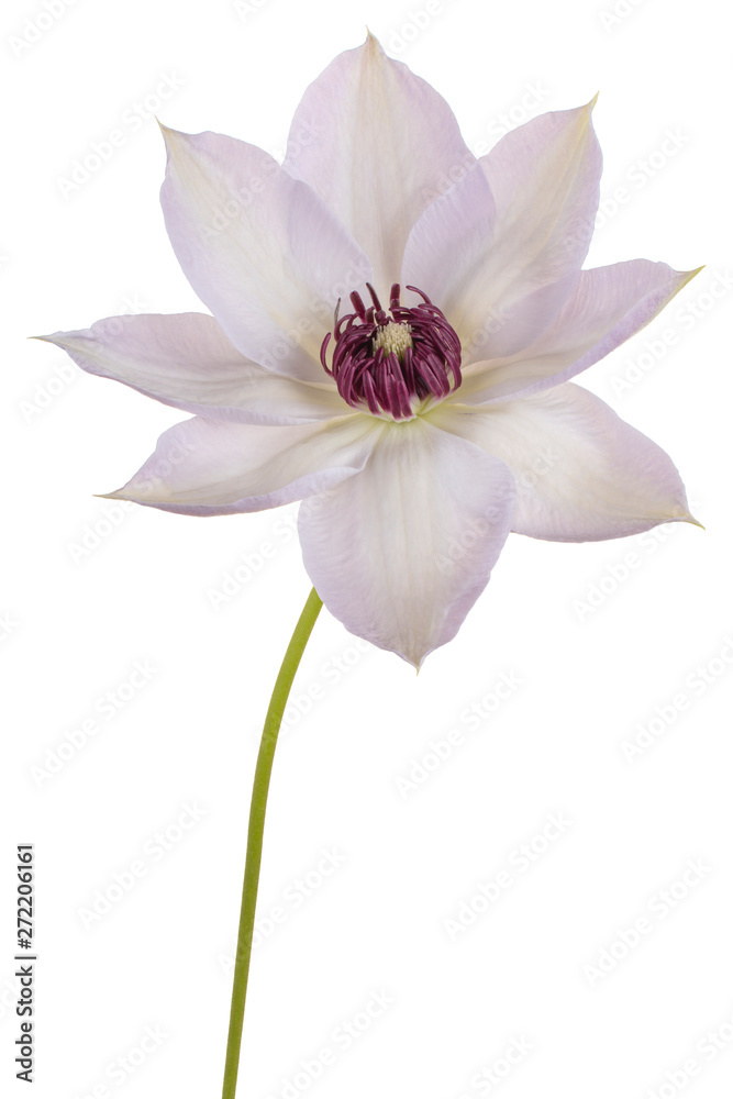 clematis flower isolated