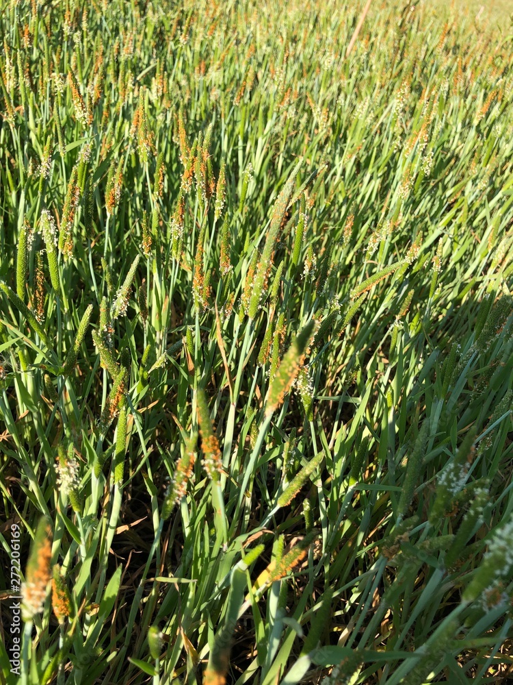 Obraz premium field of wheat