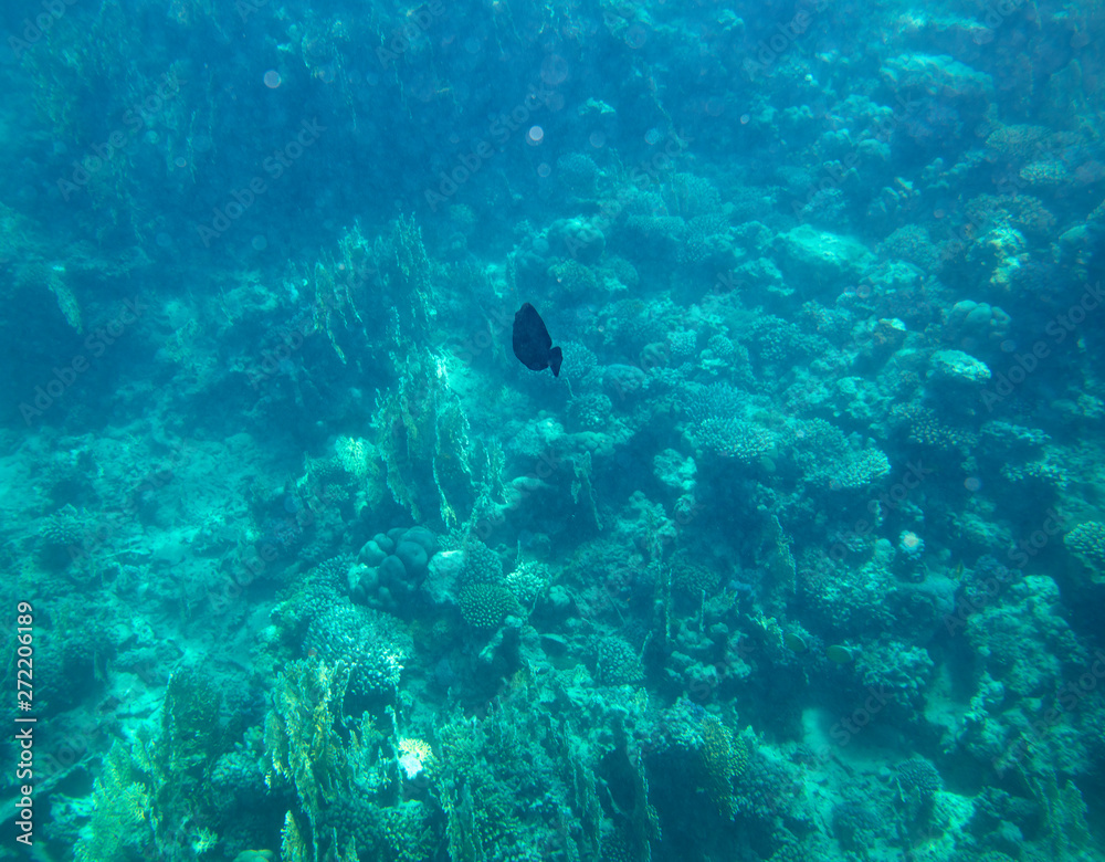 Fototapeta premium sea fish near coral, underwater