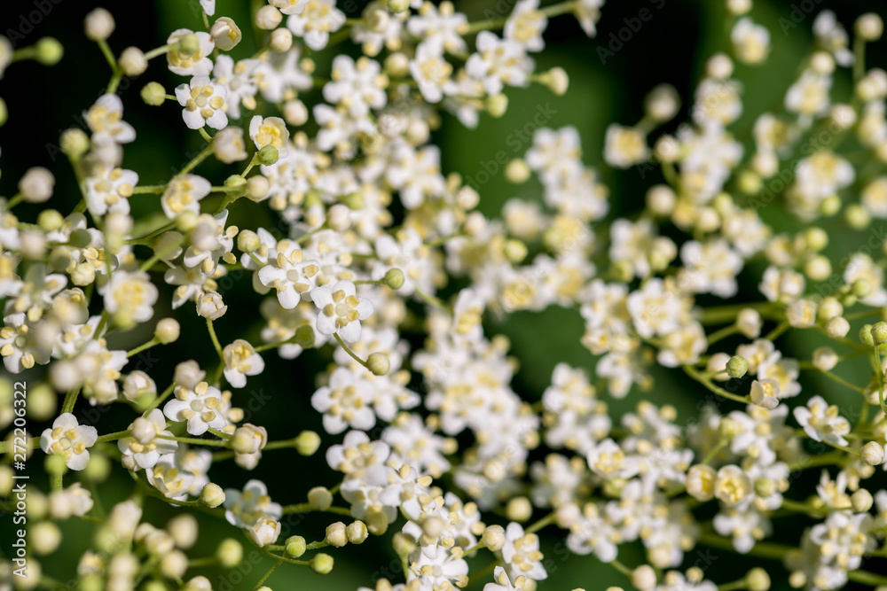 White elder flower ( Sambucus) close up macro shot at summertime image for background. White elder flower ( Sambucus) close up macro shot at summertime image for background.