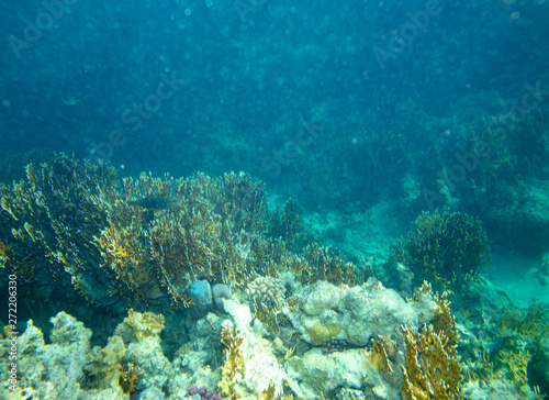 Fototapeta Naklejka Na Ścianę i Meble -  sea fish near coral, underwater