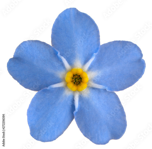 forget me not flower