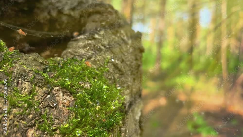 With sound. Pollen particles on the background of the forest. Drops of water on the moss of the tree in the early morning on a sunny day With sound. Pollen particles on the background of the forest. Drops of water on the moss of the tree in the early morning on a sunny day