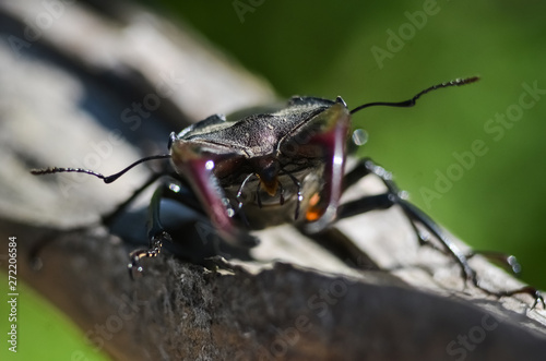Majestic male stag beetle, Lucanus Cervus. on an old tree. in the natural environment. © Valerii