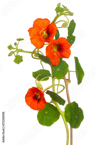 nasturtium flower isolated