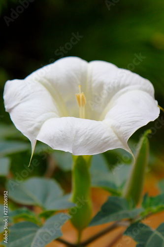 White Flower Cup