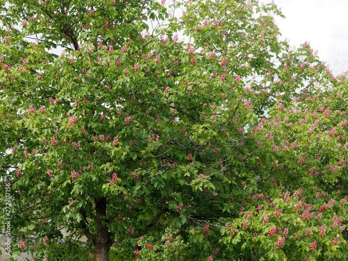 Aesculus ×carnea - Dark green foliage and spring inflorescence of a beautiful tree red horse-chestnut