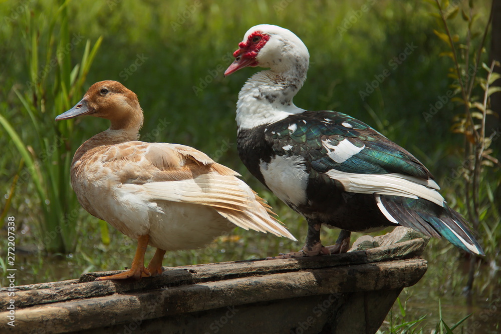 Obraz premium Pair of ducks in the village San Antonio de Cacao at Amazonas river in Peru