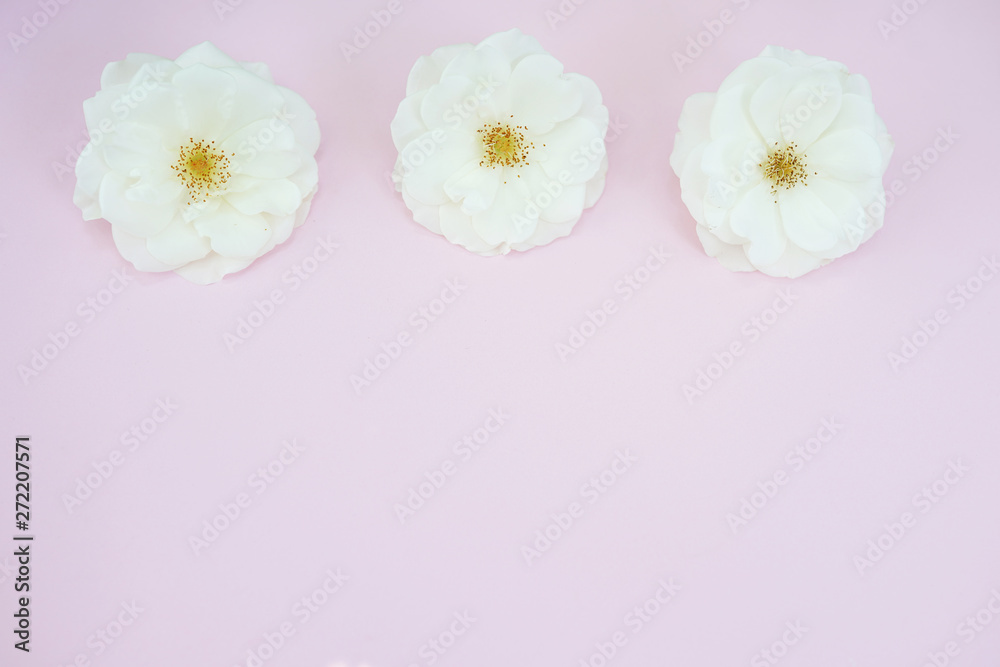 white roses on pastel pink background with copy space. Flat lay, top view.