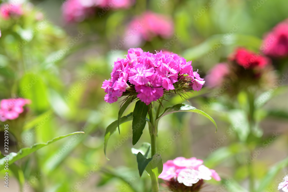 Sweet william flowers (Dianthus barbatus) in the summer garden close up Sweet william flowers (Dianthus barbatus) in the summer garden close up