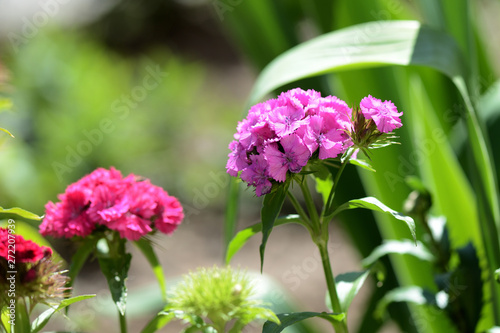 Wallpaper Mural Sweet william flowers (Dianthus barbatus) in the summer garden close up Torontodigital.ca