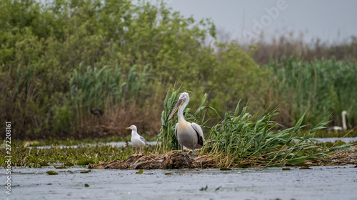 Flock of white pelicans in the wild- Danube Delta Romania