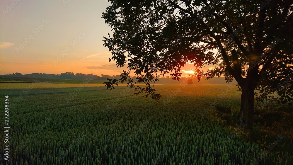 Red sunrise shining through a tree on a cornfield. Red sunrise shining through a tree on a cornfield.