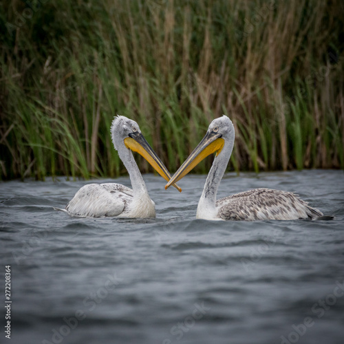 Flock of white pelicans in the wild- Danube Delta Romania