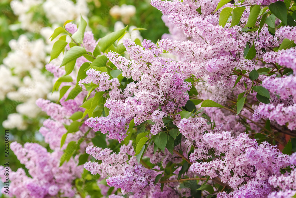 Lilac blossom in spring scene. Spring blooming lilac flowers. Lilac flowers Lilac blossom in spring scene. Spring blooming lilac flowers. Lilac flowers