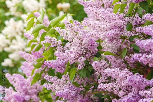 Lilac blossom in spring scene. Spring blooming lilac flowers. Lilac flowers