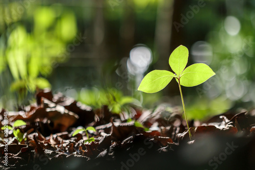 growing plant in garden with evening sunlight, shallow depth of field
