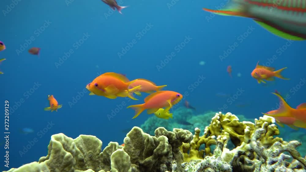 Reef and beautiful fish. Underwater life in the ocean. Tropical fish. Reef and beautiful fish. Underwater life in the ocean. Tropical fish.