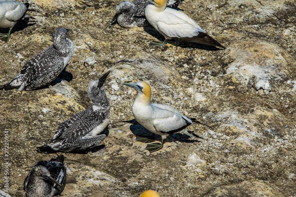 Fototapeta premium Male and female gannets