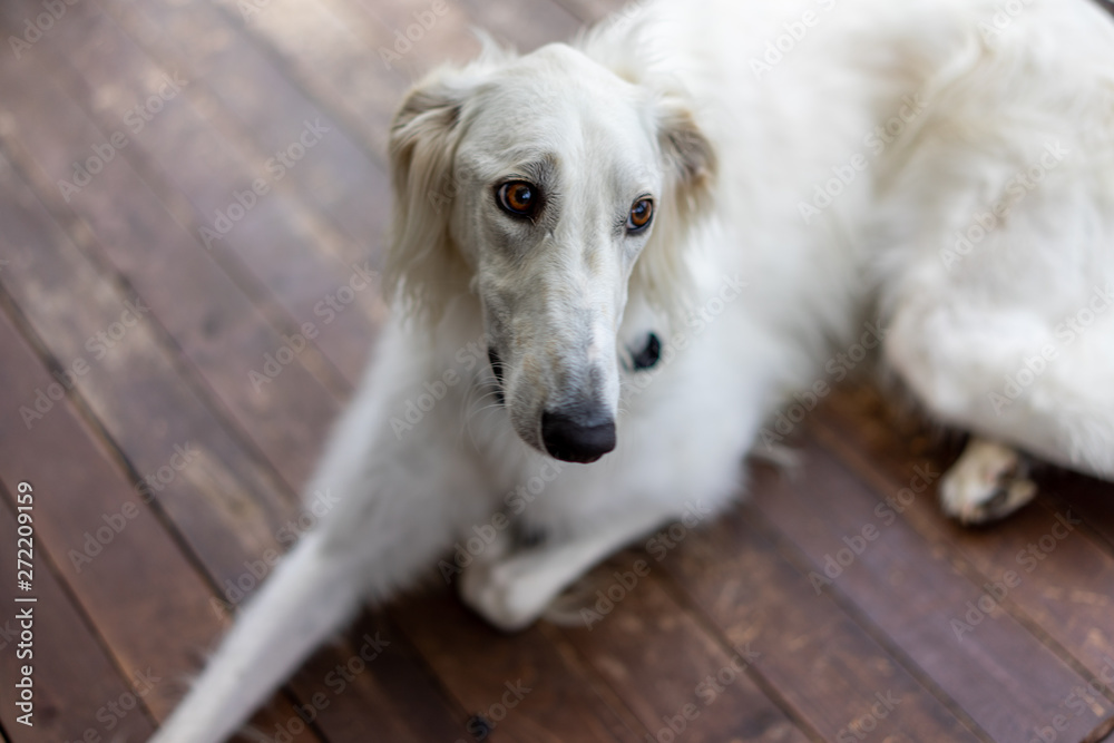 ボルゾイ 大型犬 Images Browse 77 Stock Photos Vectors And Video Adobe Stock