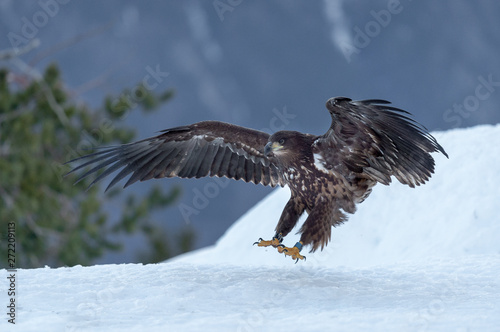White Tailed Eagle landing in snow © Mats