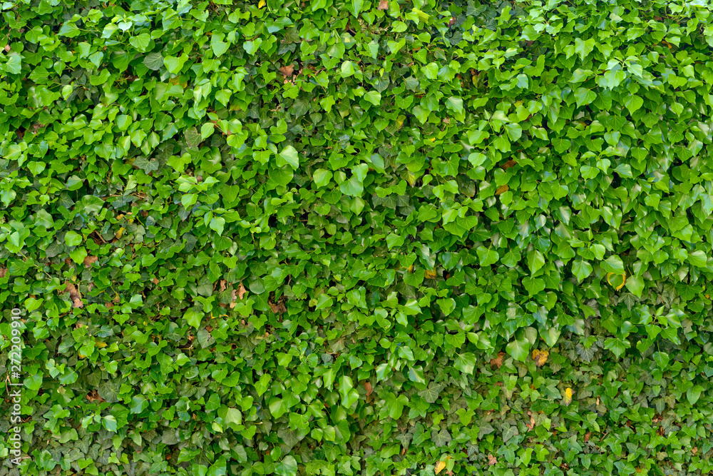 Full frame background of ivy creeper on a wall Full frame background of ivy creeper on a wall