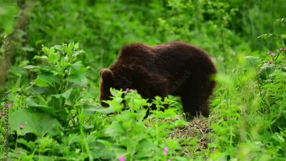 Brown bear (Ursus arctos) feeding on a forest meadow. Brown bear (Ursus arctos) feeding on a forest meadow.