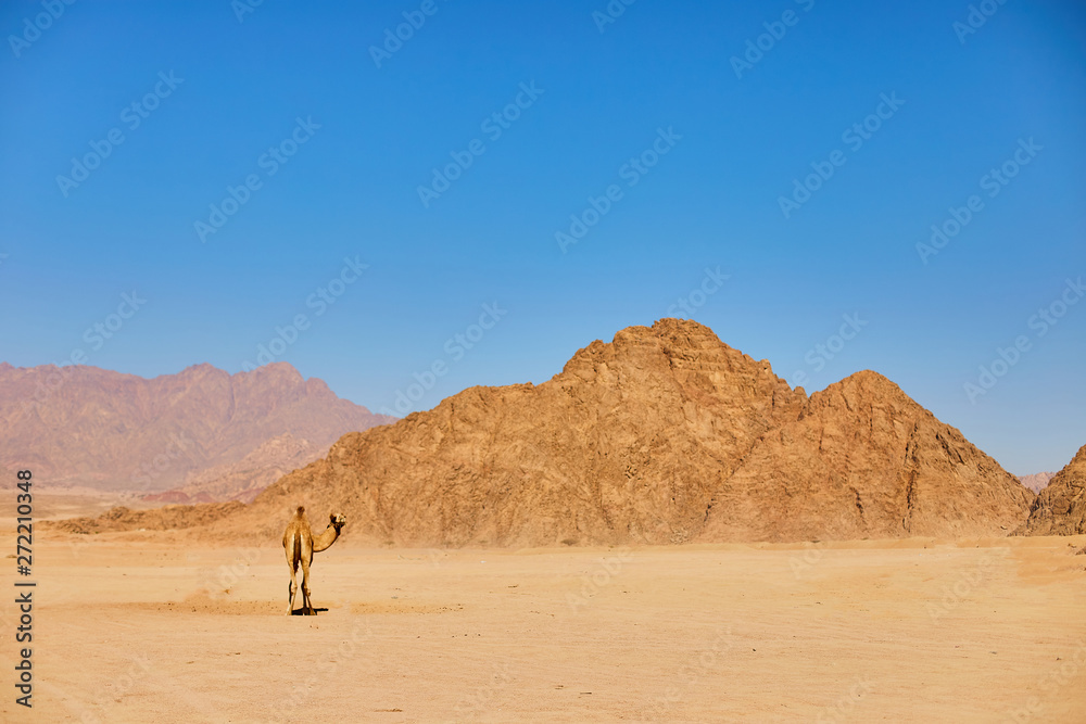 One Camel stay on a desert land with blue sky on the background.