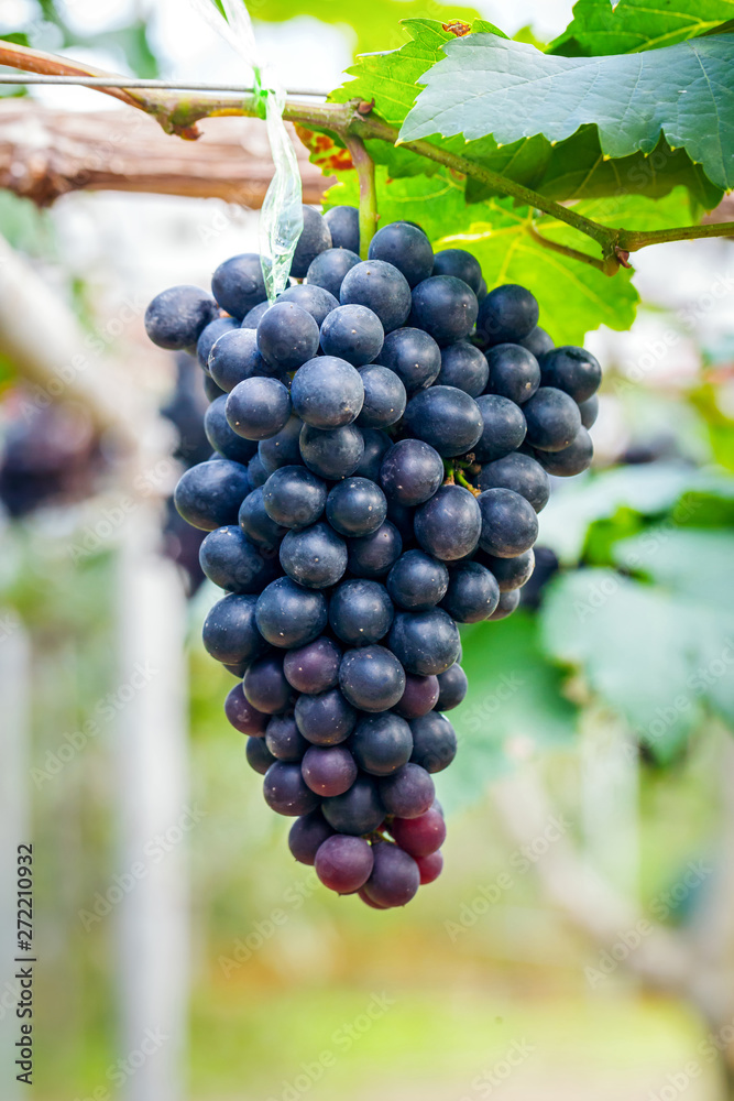 Close-up of bunches of ripe purple red wine grapes on vine