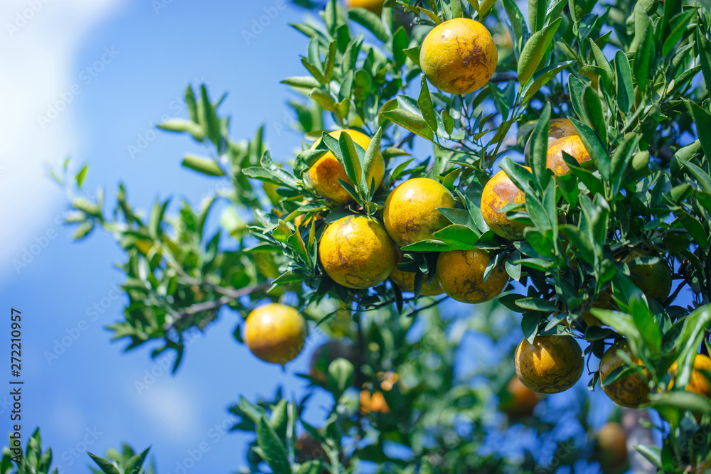 ripe tangerine oranges fruit hanging on tree in orange plantation garden