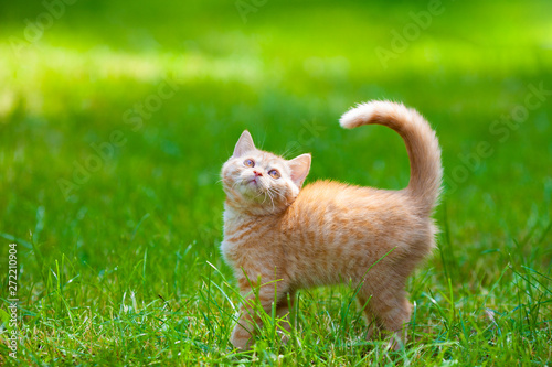 Red kitten walking on the grass in the summer garden © vvvita