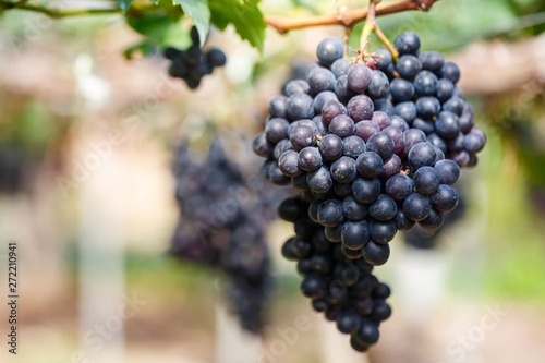 Close-up of bunches of ripe purple red wine grapes on vine