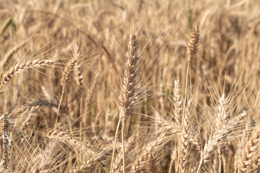 Beautiful wheat field during harvest time, background Beautiful wheat field during harvest time, background