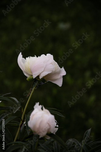 Fototapeta Naklejka Na Ścianę i Meble -   beautiful peonies garden
