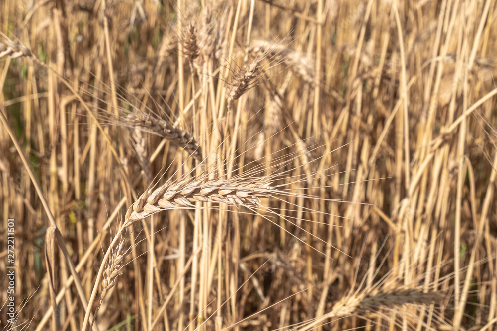 Fototapeta premium Beautiful wheat field during harvest time, background